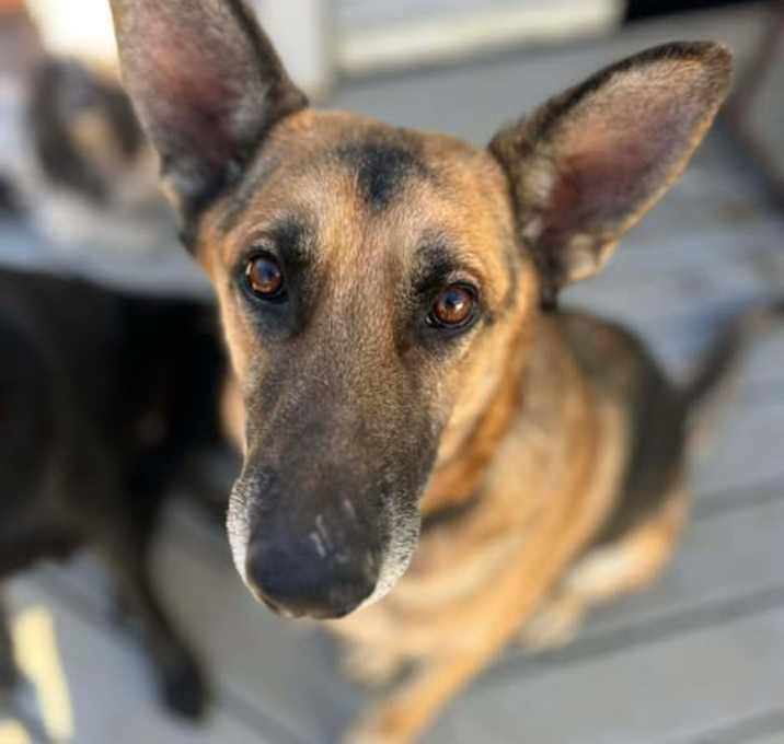 Photo of Sebastian (CAT FRIENDLY!!)