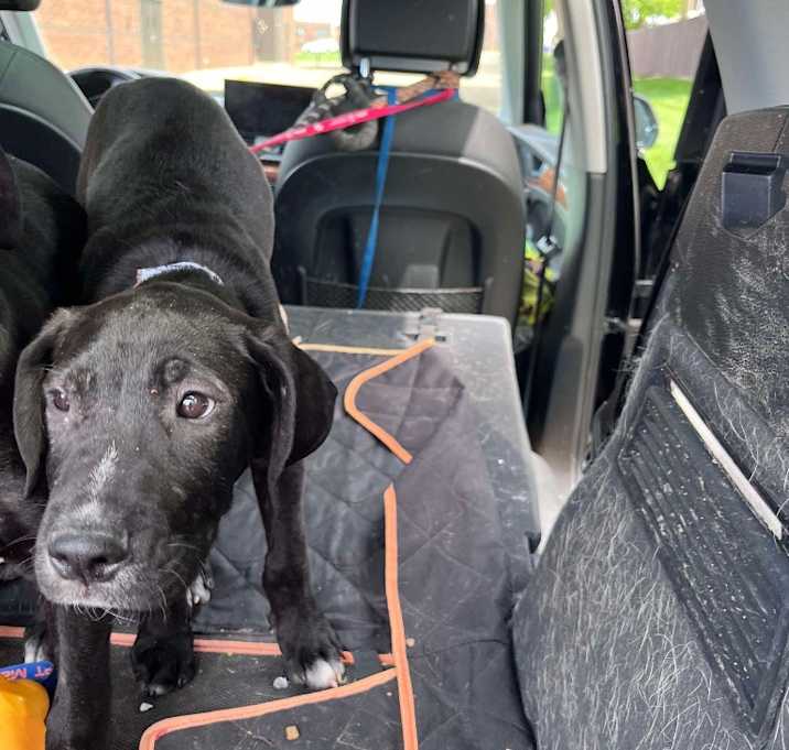 Photo of Dribble (AKA Jango)