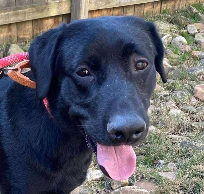 Photo of Rhett Butler