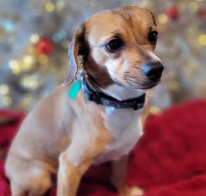 Photo of Biscuit the Beagle