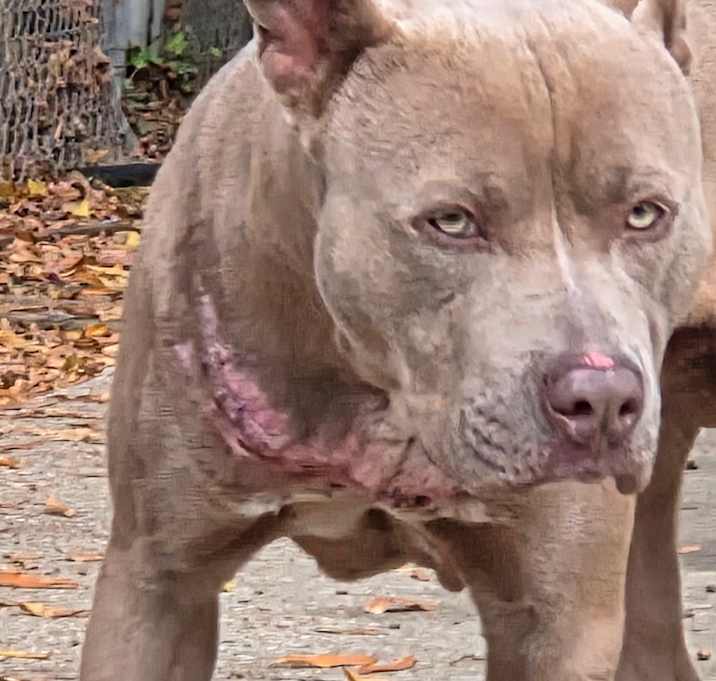 Photo of 12/22/2025StrayMeadeStPHCV-92050