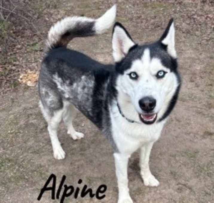 Photo of Alpine 124497