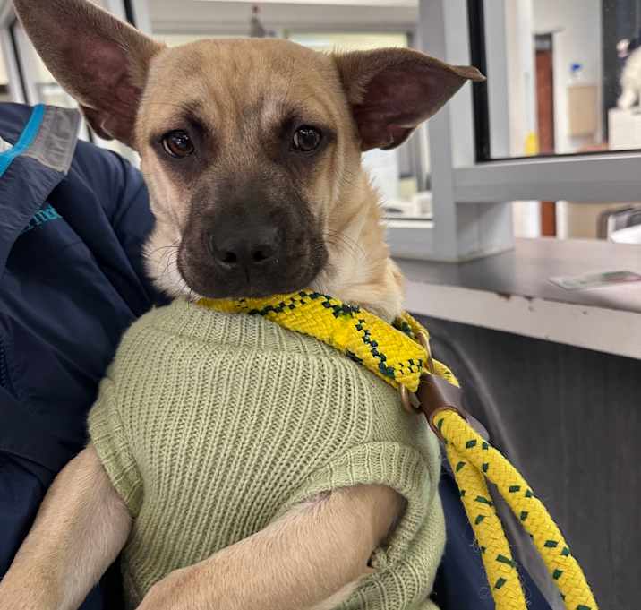 Photo of 12/22/2025-Stray-BrittDavidPark