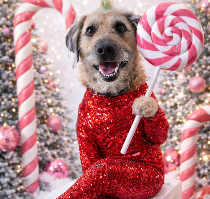 Photo of Ranger - Fee Sponsored in Full