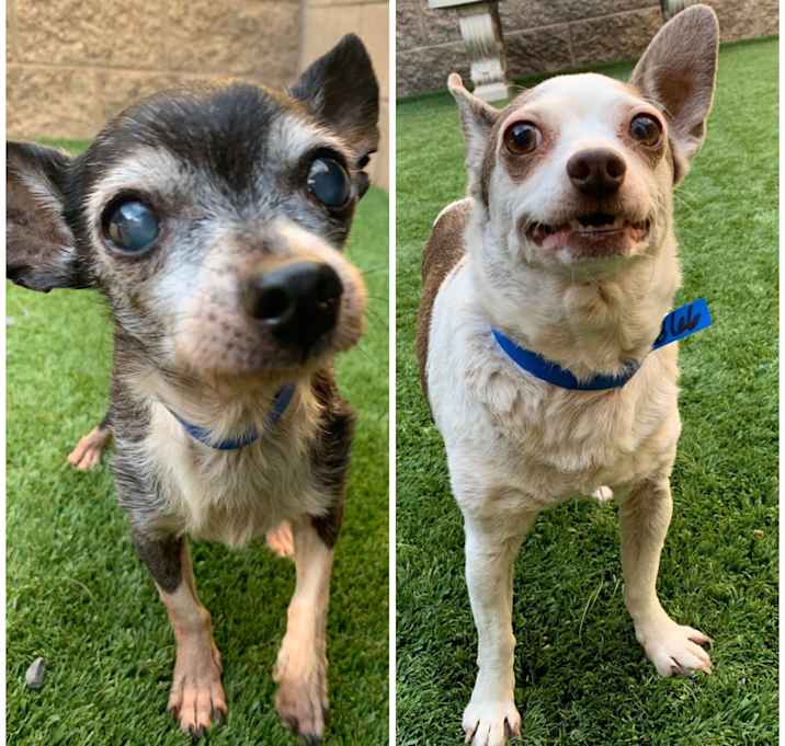 Photo of BONDED PAIR