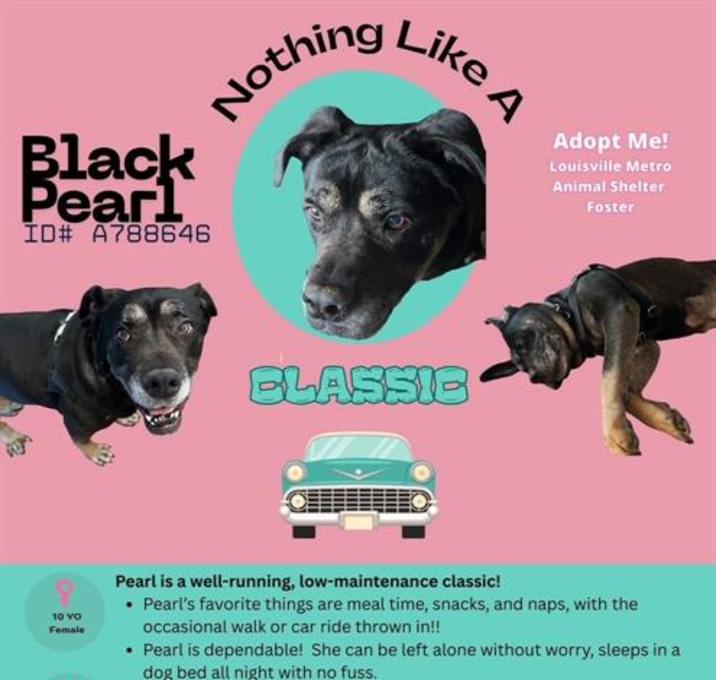 Photo of BLACK PEARL