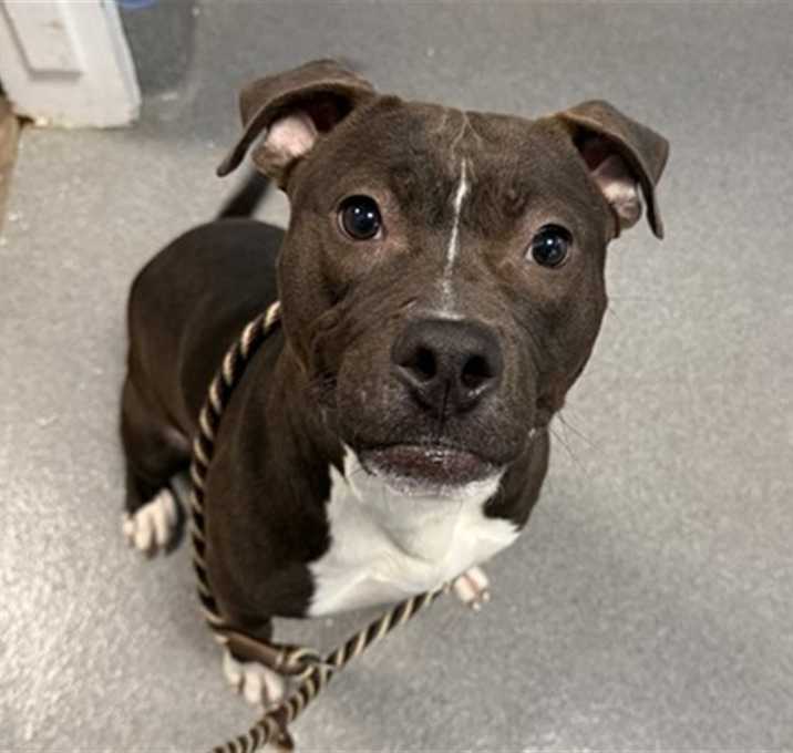 Photo of *JIMINY CRICKET