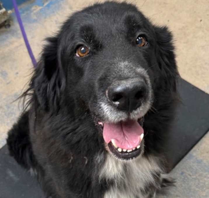 Photo of Stray - N Citrus Springs Blvd