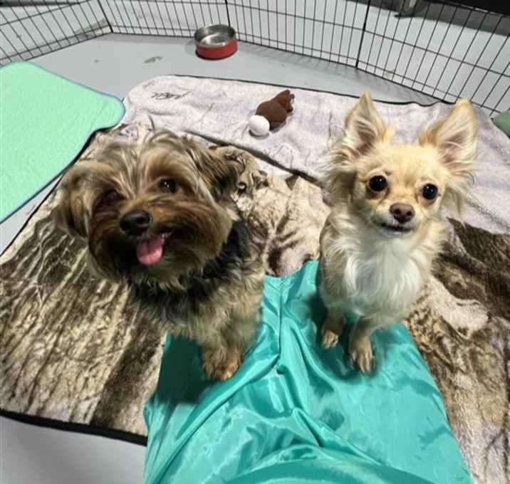 Photo of Chloe and Callie