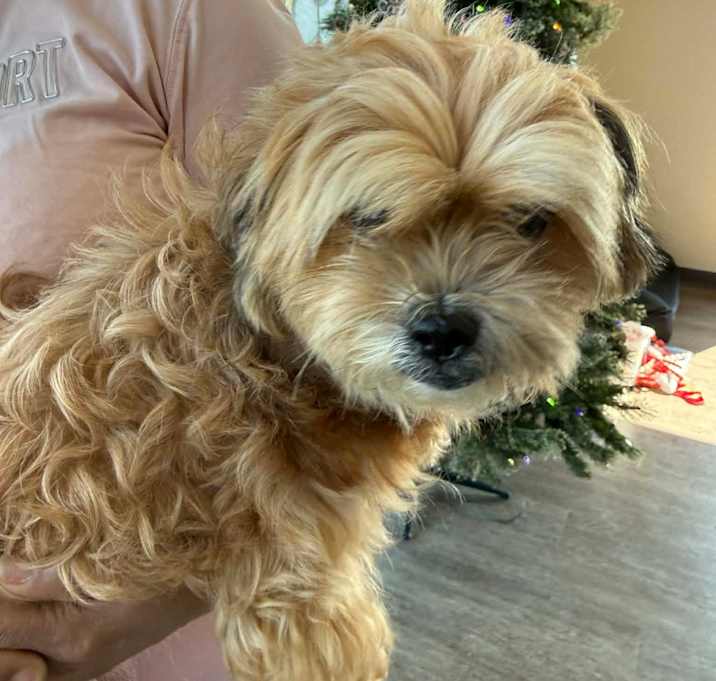 Photo of TXAC-Stray-19542