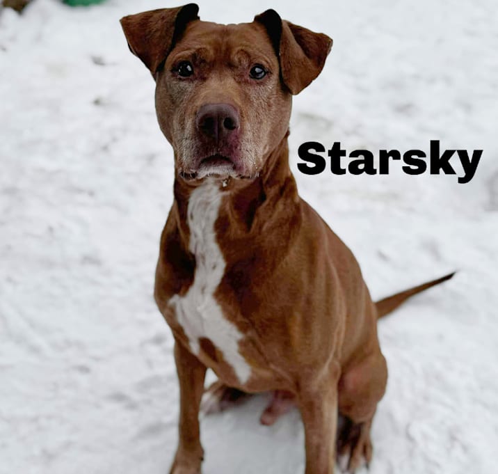 Photo of Starsky 251063