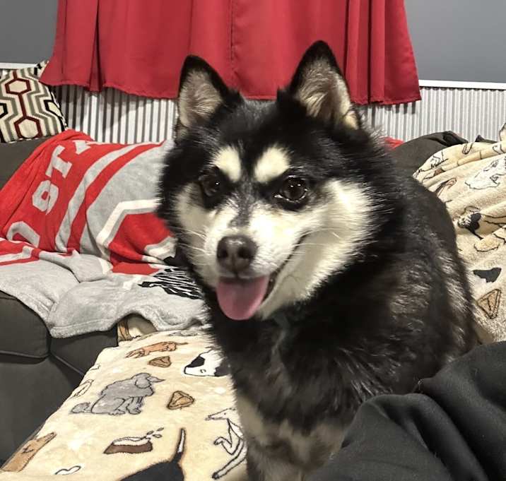 Photo of Petite 11 lbs