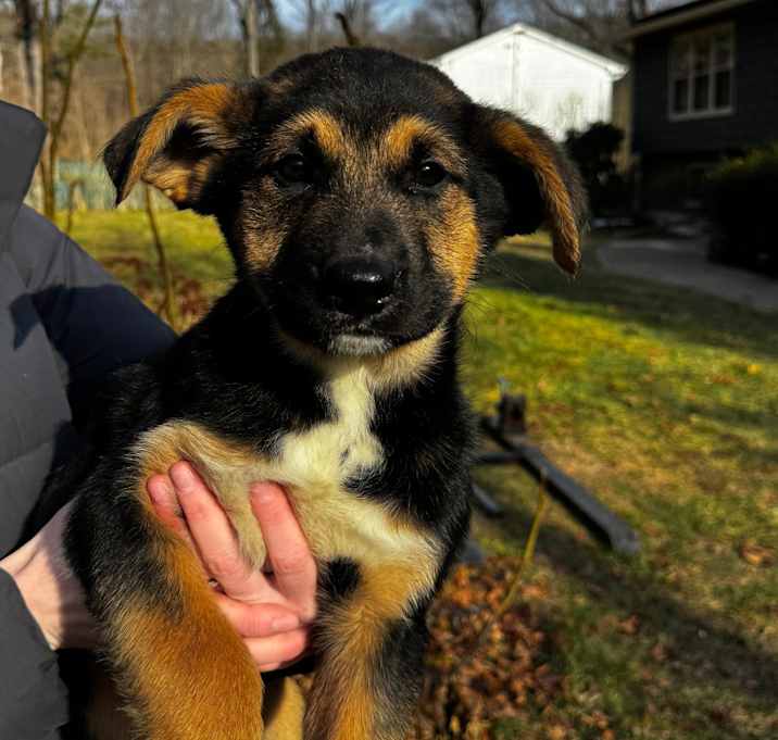 Photo of NY Todi Avail Dec 27