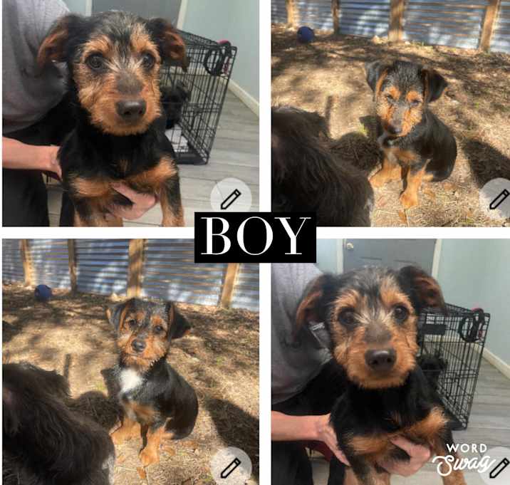 Photo of male yorkie poo