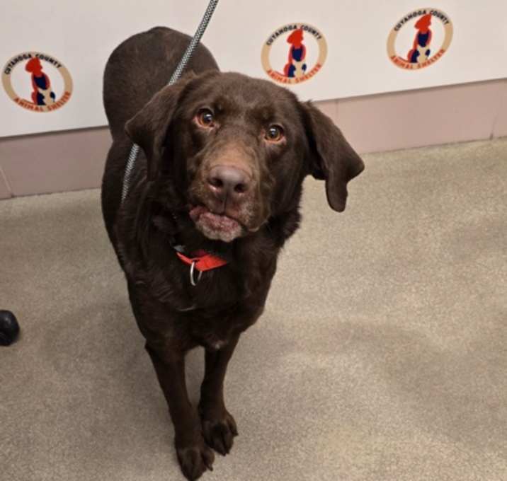 Photo of Peppermint Mocha