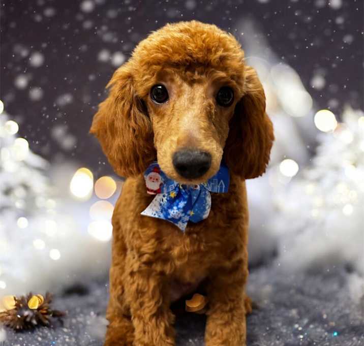 Photo of Hermes-Gorgeous Poodle puppy!