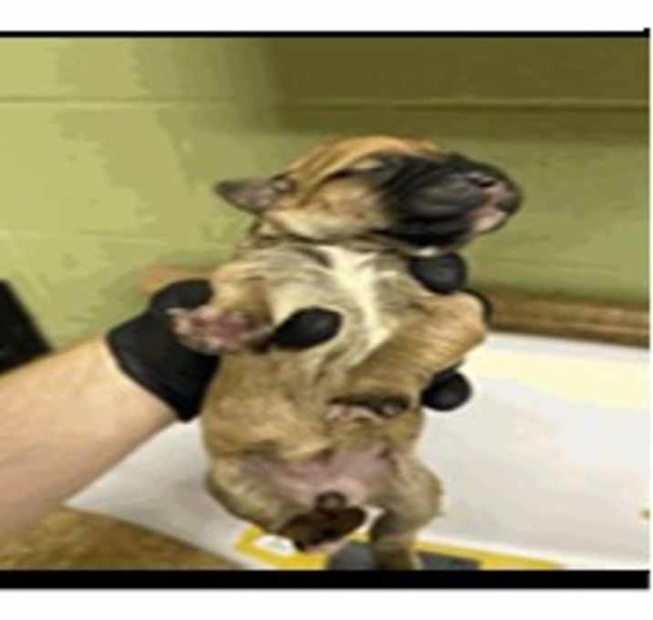 Photo of Keyleth (FKA Liszt)