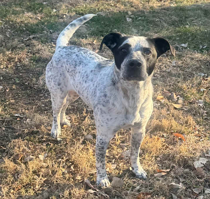 Photo of Benny (10910)