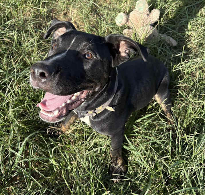 Photo of Turtle - KA