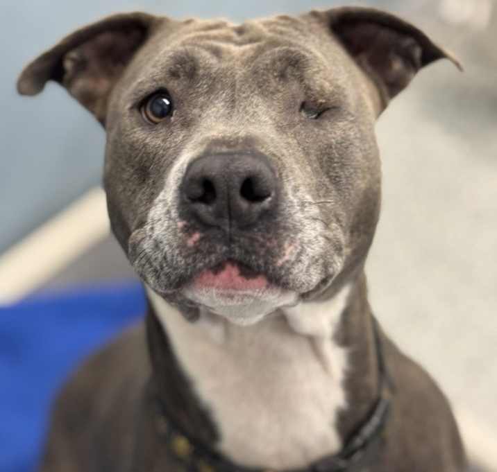 Photo of Alice Walker