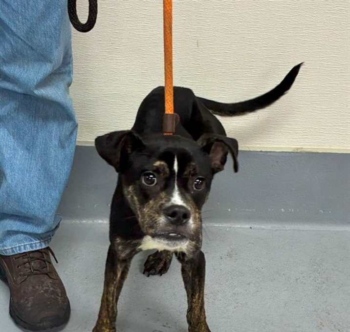 Photo of HEATED BLANKET