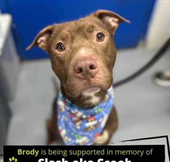 Photo of Brody