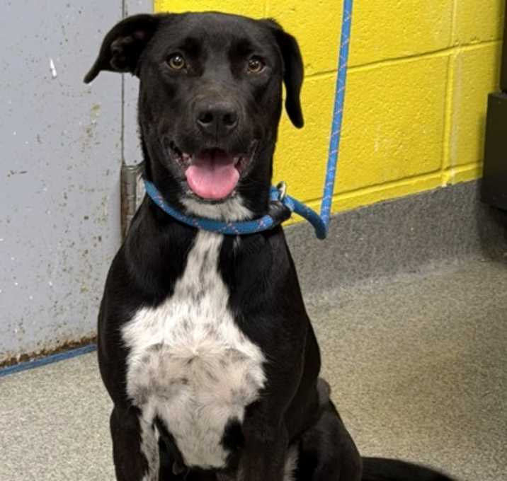 Photo of Evelyn - Available in Foster