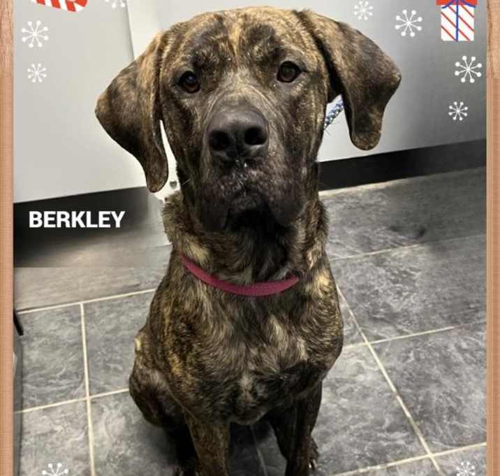 Photo of Berkley(fta)