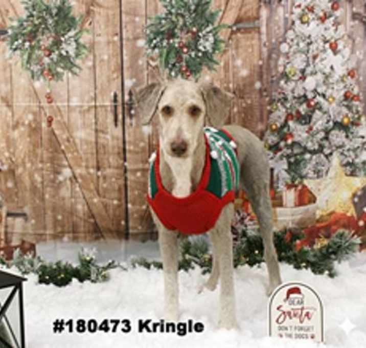Photo of Kringle