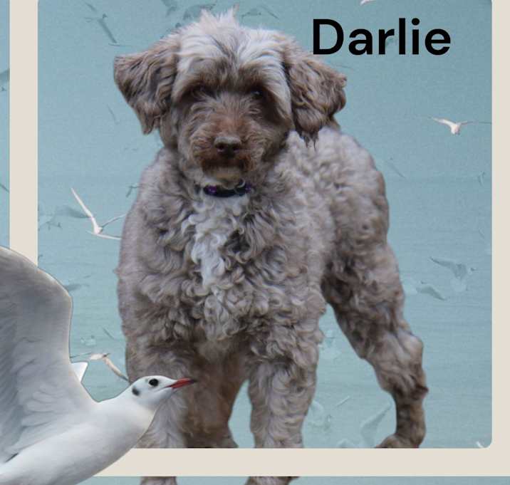 Photo of Darlie