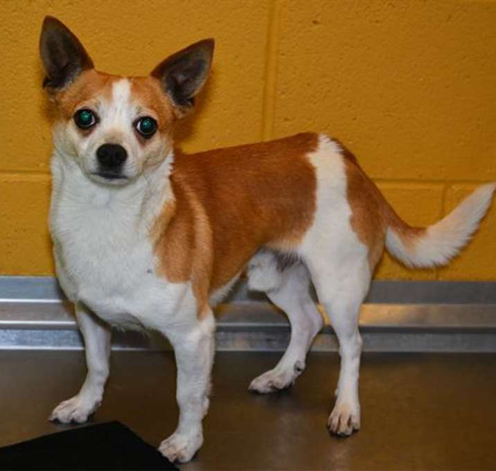 Photo of CHARLIE BROWN