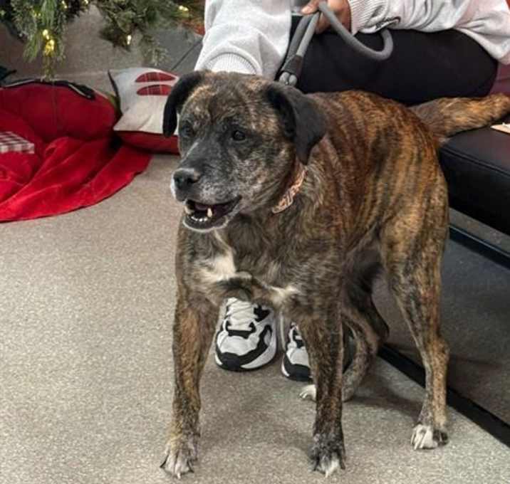 Photo of LEMONY FLUTTER