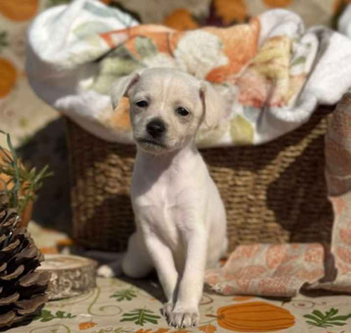 Photo of Mash Potato