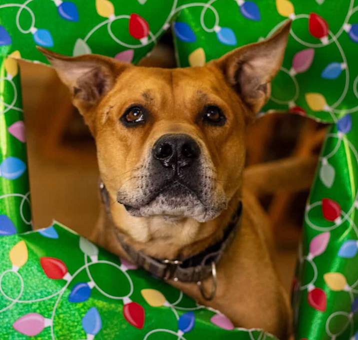 Photo of Rocko - Adoption Fee Sponsored! $0