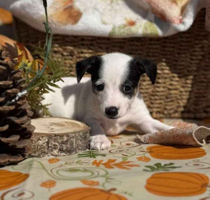 Photo of Green Bean Casserole