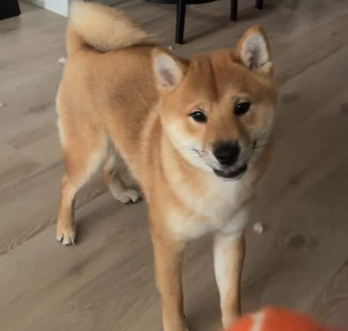 Photo of Mugzie bean (muggy)