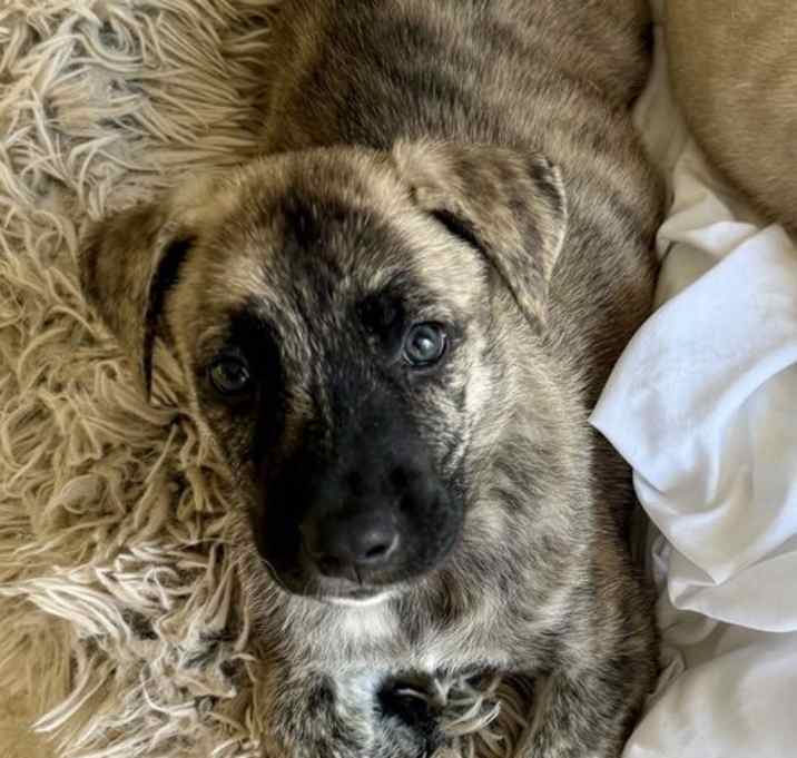 Photo of Almond brindle puppy boy