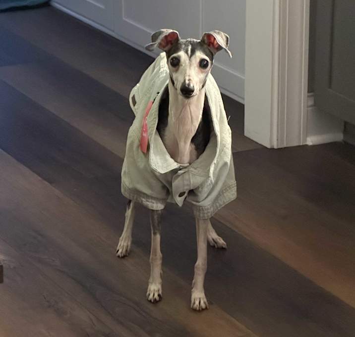 Photo of Snickerdoodle