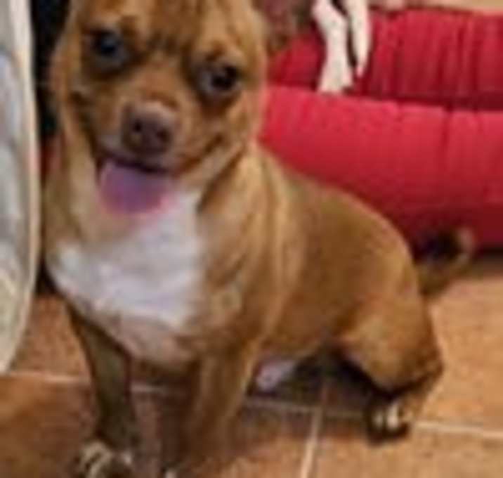 Photo of HERCULES-TONS OF FUN!