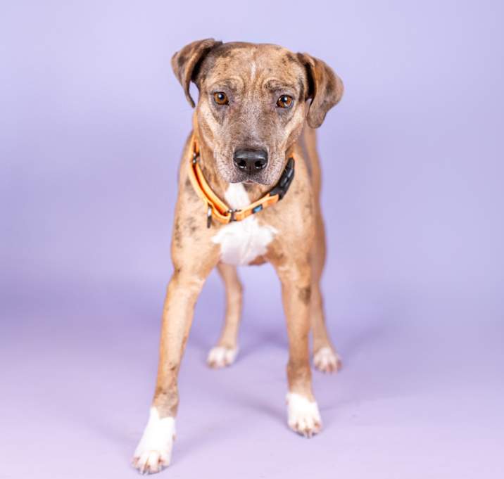 Photo of Apricot HW +