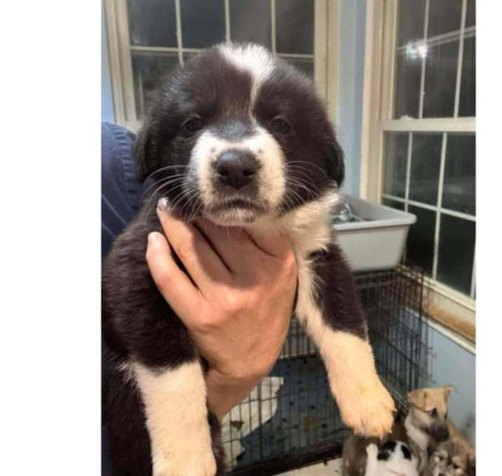 Photo of Game Day Litter:  Raven