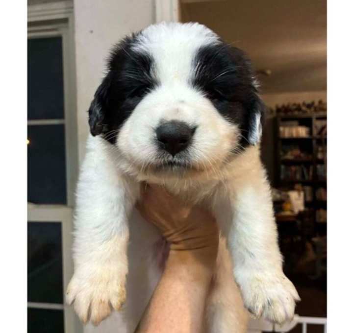 Photo of Game Day Litter:  Bronco