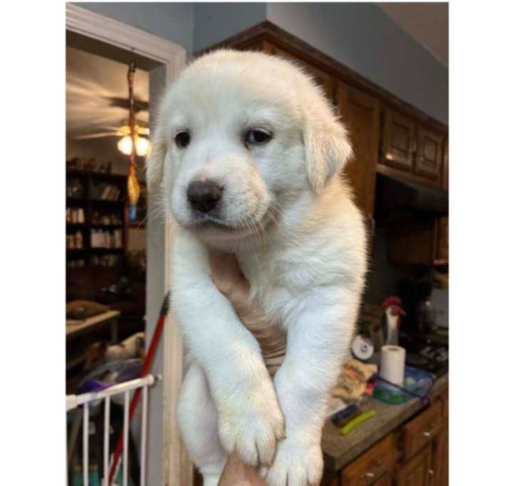 Photo of Game Day Litter:  Packer