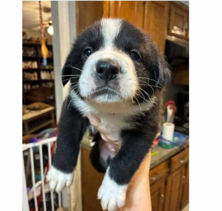 Photo of Game Day Litter:  Cowboy