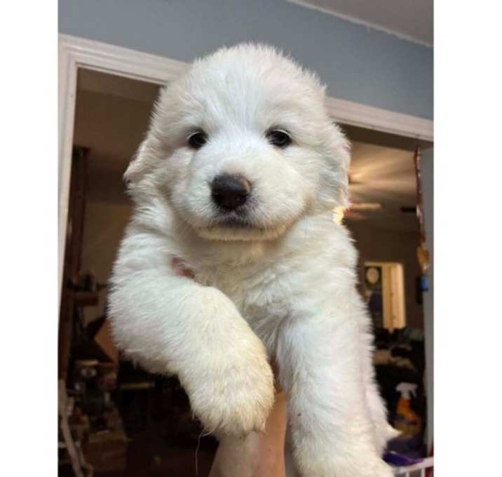 Photo of Game Day Litter:  Raider