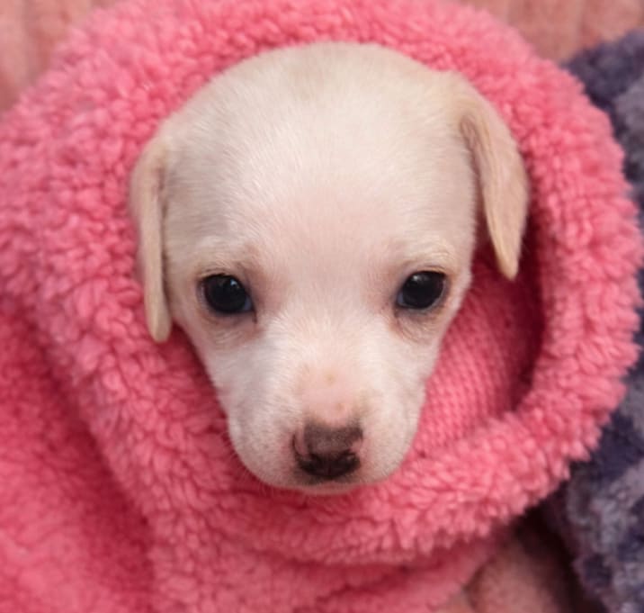 Photo of Celina (Odessa Puppy 2)