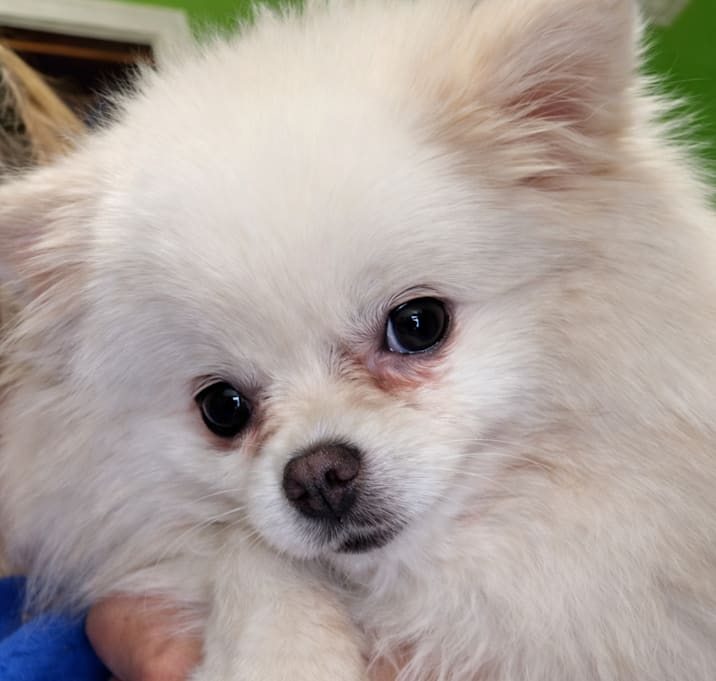 Photo of Mya (Bonded with Sylvia)