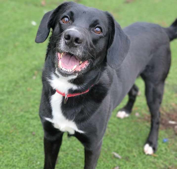 Photo of Zeus (lab mix)