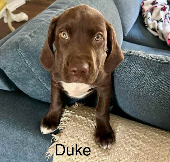 Photo of Duke