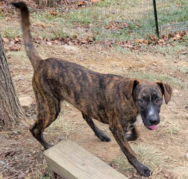 Photo of Autumn (Fall Foliage Pups)